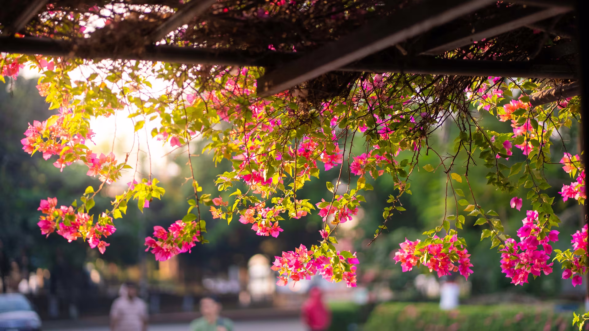 header-img